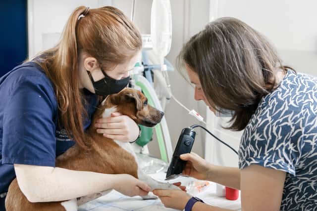 Lucy Butler, vet and director at Aldgate Vets (pictured right).