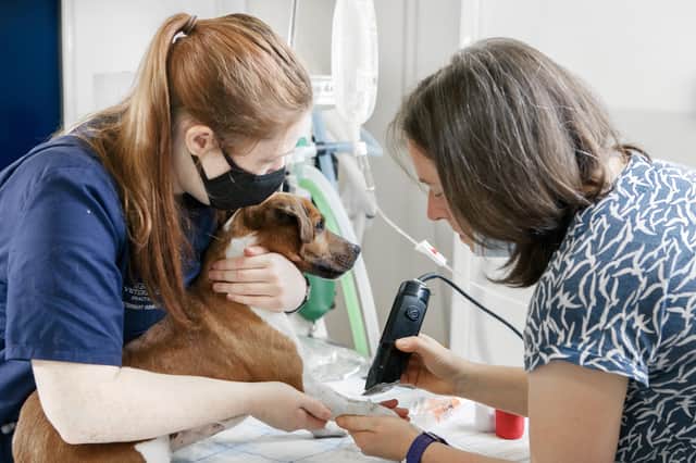 Lucy Butler, vet and director at Aldgate Vets (pictured right).