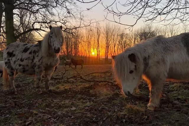 The two ponies came to Sewerby zoo because they needed a new home.