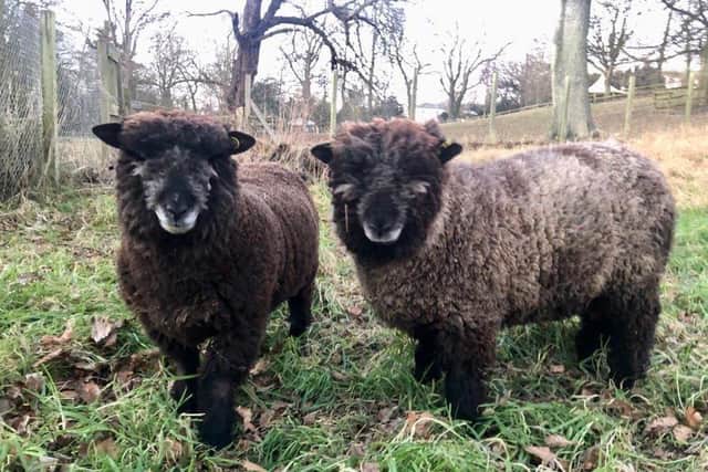 The Ryeland sheep are called Stan and Ollie.