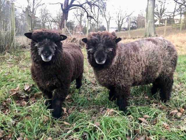 The Ryeland sheep are called Stan and Ollie.