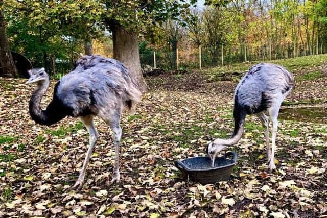 Other new arrivals include a pair of Greater Rhea. They came to the zoo from Harewood House.