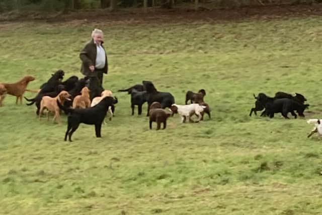 Many of the dogs pictured died in the incident. (Image courtesy of Cuckavelda Gundogs)