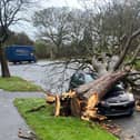 A number of trees were brought down in Scarborough during Storm Arwen in November last year. (Photo: Scarborough Council)