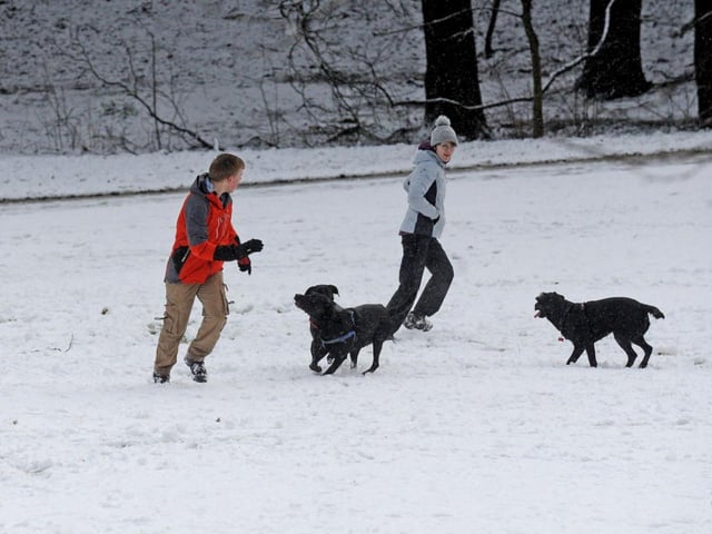 It wasn't just Leeds' human contingent that enjoyed the frosty conditions with many local dogs enjoying a run (and a roll) in the snow.
