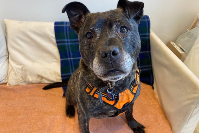 I’m a giddy and happy ol’ boy who loves everyone I meet! I am a cheeky chappie too, one look at my smile and you’ll soon fall in love with me! I’m definitely looking for a life of luxury! I lived on the streets a bit too long so I’m just wanting a big comfy bed (or sofa!) to spend my evenings on after a busy day of short walks, brain teasers and play time ♥