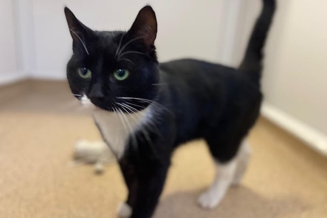 I'm a very affectionate and loving young chap with stunning green eyes and a big personality. I’m super talkative and love a good chat with the team and volunteers I see throughout the day. In between my chats you’ll find me having a cat nap or batting my ball around on my scratching post. I love company and will always be up for a cuddle!