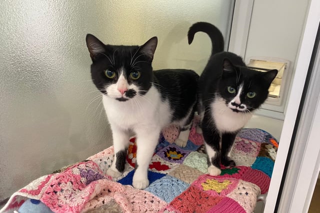We are two of a kind! Both with stunning green eyes and lovely markings all over.
We love to snuggle up to one another ♥. When we aren’t curled up and having a snooze, we love to play with our toys and are great fans of being stroked. We are very bonded so would love to stay together when we move into our new forever home.