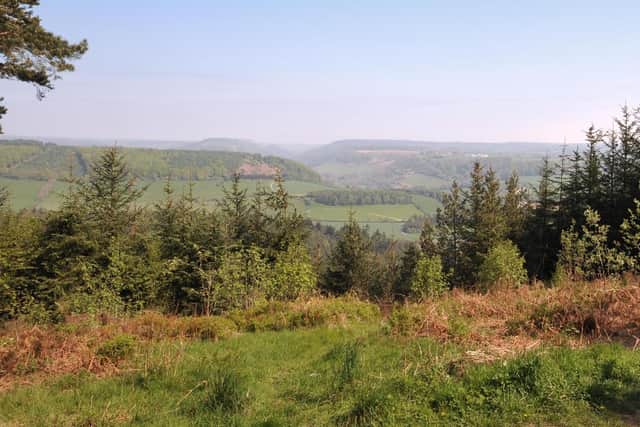 Wykeham Forest, near Scarborough.