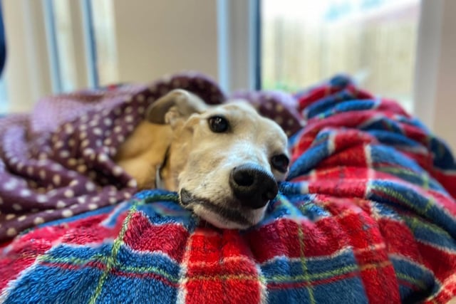 At ten years young, Homer still has plenty of life left in him and is a bundle of energy. He is crazy about food and is always up for a soft chew, but isn't too bothered by toys. He loves a good snuggle on the sofa (and in your bed if you'll let him!)