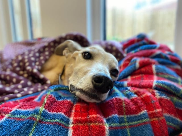 At ten years young, Homer still has plenty of life left in him and is a bundle of energy. He is crazy about food and is always up for a soft chew, but isn't too bothered by toys. He loves a good snuggle on the sofa (and in your bed if you'll let him!)