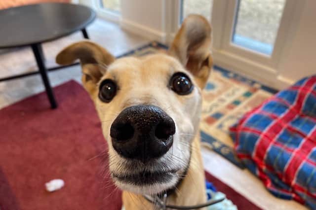 Can you find a home for ten-year-old lurcher Homer?