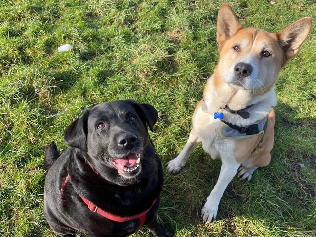 Isla is a ten-year-old Akita with plenty of energy to bounce about and play football. She is very friendly and is fine with children of a secondary school age, and can be left alone for short periods. Darcy is a nine-year-old Labrador with plenty to cuddle and squish! Although she does need to lose some weight, she is still very bouncy and energetic and loves to play with her best friend Isla.