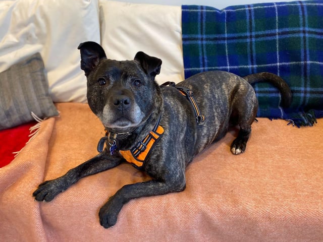 Dodger is a ten-year-old Staffordshire terrier looking for a forever home where he will get plenty of fuss and treats. He is quite frightened by loud noises and bangs so a quiet house would be ideal for him, and he also will need training before being left alone as it stresses him out. He has mastered basic commands and loves learning new tricks!