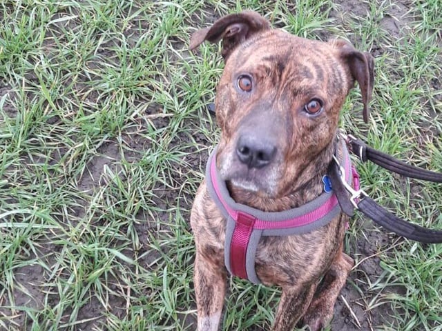 Buster was left behind by his owner and arrived at the centre with an injured tail. After his tail was amputated Buster was a lot happier and now he wags all day long! He is very loving and friendly but is a little scared of being left alone so his new owner would need to train him first.