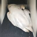 The swan was put down after suffering a fracture of its left wing when hit by a car at The Mere, Scarborough.
