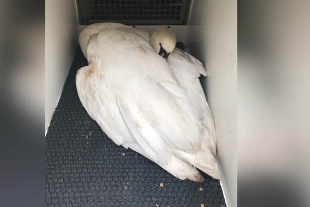 The swan was put down after suffering a fracture of its left wing when hit by a car at The Mere, Scarborough.