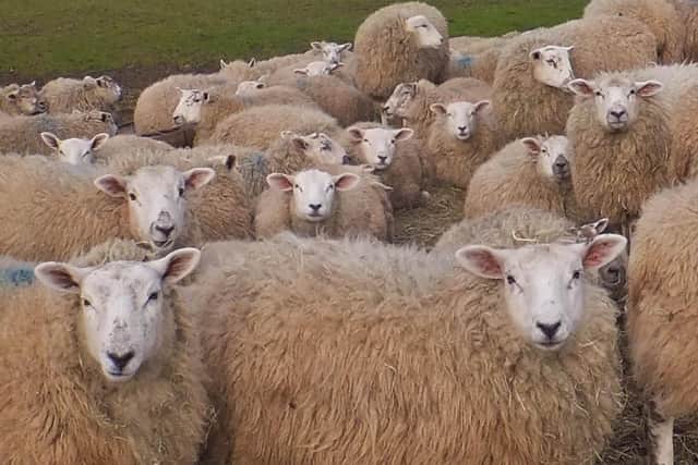 Sheep at Sneaton.