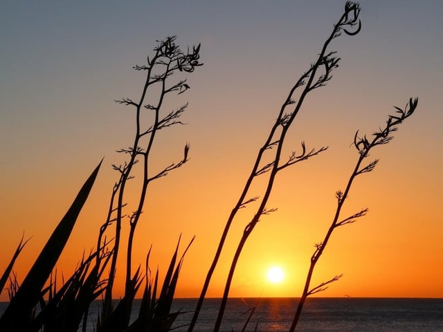 Glimpse of Golden sunrise through winter foliage