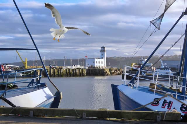 Tony Freeman captures this dramatic picture of the lighthouse and a seagull in flight on the North Wharf