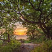The landscapes we feel, Hayburn Wyke woods - Tom Mutton.