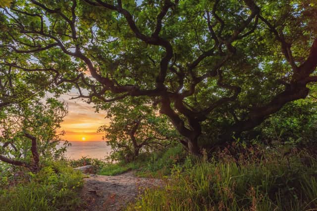 The landscapes we feel, Hayburn Wyke woods - Tom Mutton.