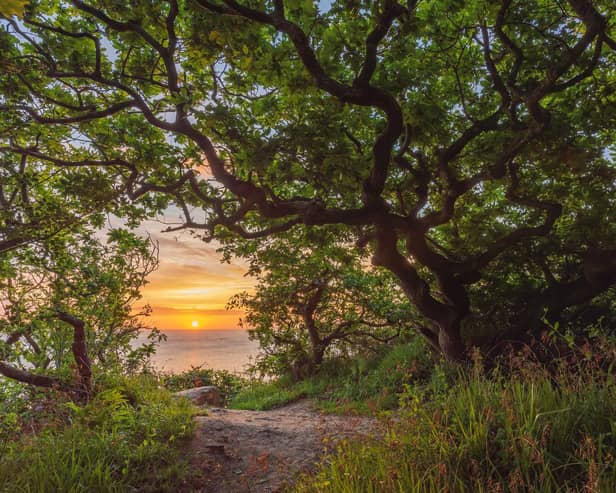 The landscapes we feel, Hayburn Wyke woods - Tom Mutton.