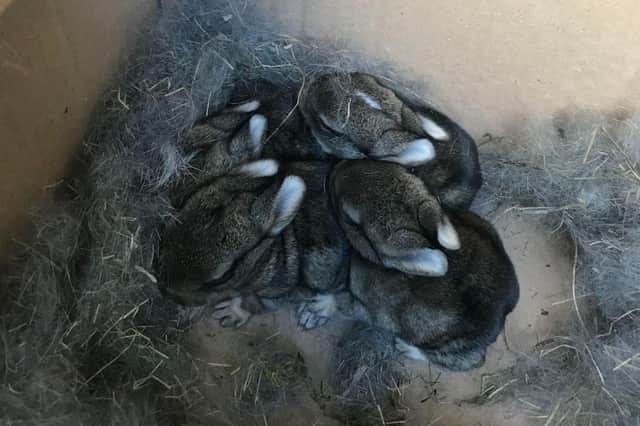 Scarborough builders find nest of baby bunnies in sand delivery.