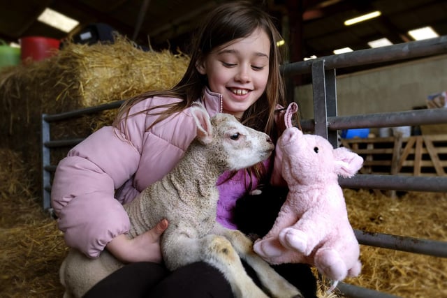 Lillie Johnson introduces one of the lambs to her cuddly pig. 
Julia Warters, manager and co-owner of Humble Bee Farm, said: “Our lambing events are going well. 
“Our flock of around 140 Texels have their own lambing barn and Farmer Percy is on hand 24 hours a day during lambing time."