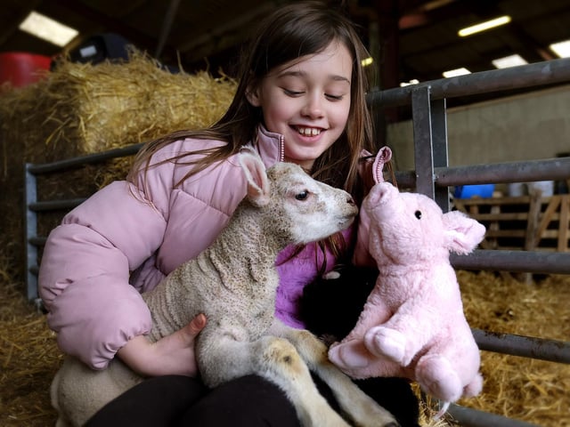 Lillie Johnson introduces one of the lambs to her cuddly pig.
Julia Warters, manager and co-owner of Humble Bee Farm, said: “Our lambing events are going well.
“Our flock of around 140 Texels have their own lambing barn and Farmer Percy is on hand 24 hours a day during lambing time."