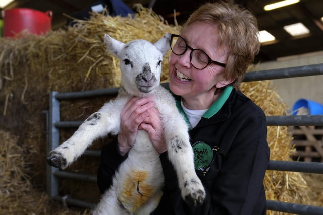 Faith Young of Humble Bee Farm...cuddles a little lamb.
Julia Warters, manager and co-owner of Humble Bee Farm, said: "It is a truly magical time of year for children to see a very special side of farming. We might inspire young farmers of the future.”