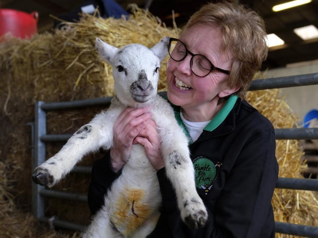 Faith Young of Humble Bee Farm...cuddles a little lamb.
Julia Warters, manager and co-owner of Humble Bee Farm, said: "It is a truly magical time of year for children to see a very special side of farming. We might inspire young farmers of the future.”