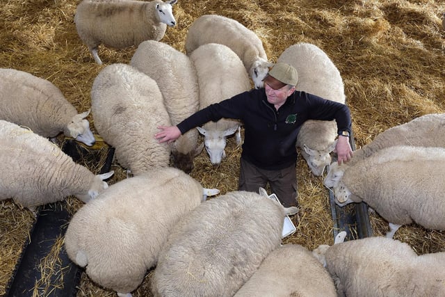 Farmer John Percy Warters feeding the sheep at his farm near Flixton. 
Visitors can also meet Tilly the Shetland Pony and friendly pigs at The Hive,  and the takeaway café bar is also open
