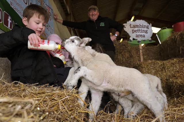 Rocco Johnson gives the lambs a drink during his visit to Humble Bee Farm, Flixton, near Scarborough
