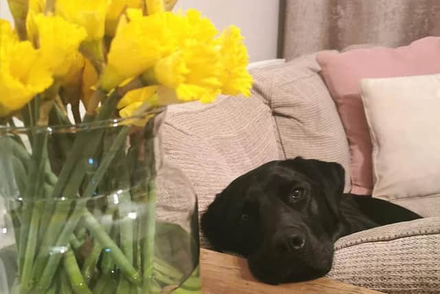 Some plants and trees can be toxic or even fatal to pets if eaten.