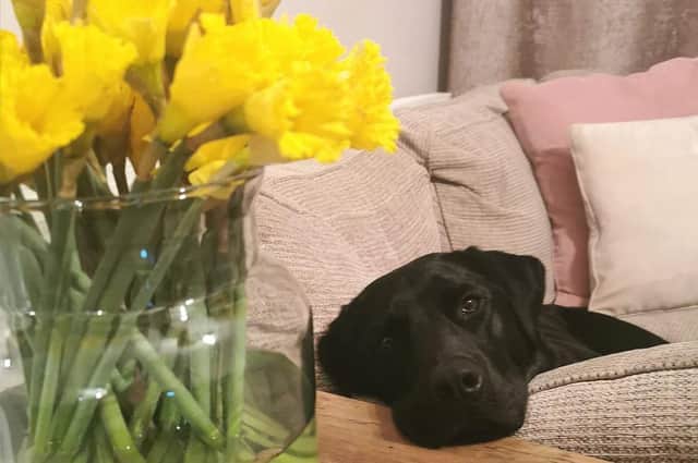 Some plants and trees can be toxic or even fatal to pets if eaten.