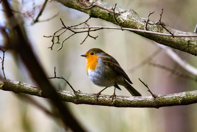 Cheeky robin at Peasholm Park