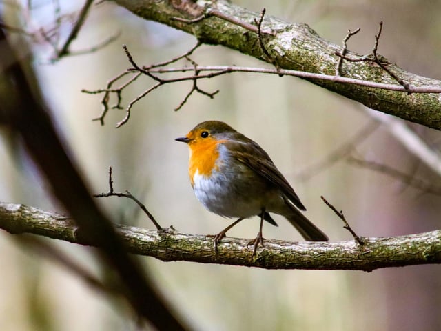 Cheeky robin at Peasholm Park