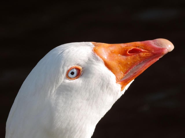 Ol' blues eyes at The Mere