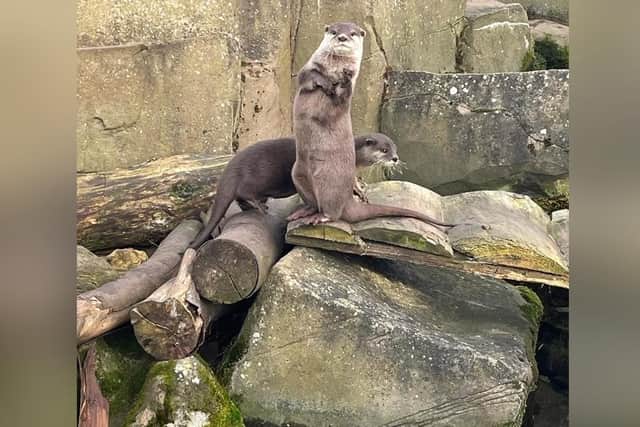 Otters Willow and Harris at SEA LIFE Scarborough.