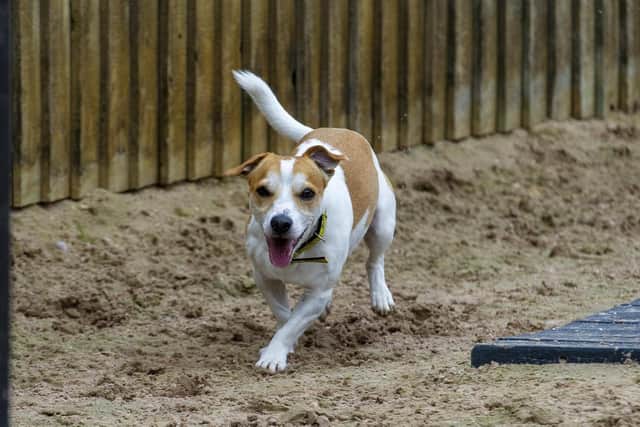 Leeds Dog Charity is one of those hoping to become Charity of the Year