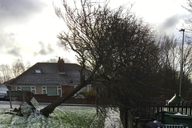 Trees were uprooted at several sites in Eastfield. (Photo: Chris Low)
