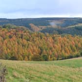 Dalby Forest - in UK's top 10 of stargazing sites.