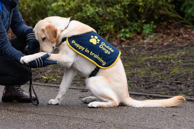 Guide Dogs is looking for fundraisers, a merchandise coordinator, collection box coordinators, treasurer and a group coordinator.