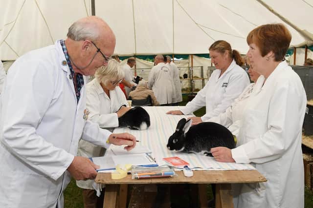 Fur and feather classes judging at the Egton Show, near Whitby.