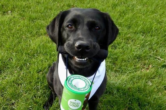 Sue and Truffle are raising money for charity Dogs For Good.