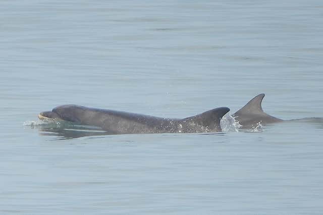 A mother and calf bottleneck dolphin pictured off Scarborough. Photo: Stuart Baines / SWNS