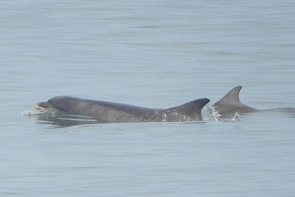 A mother and calf bottleneck dolphin pictured off Scarborough. Photo: Stuart Baines / SWNS