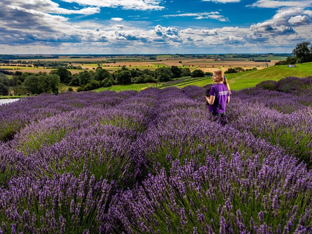 June, July and August are typical ‘full bloom’ months when you and your other half can saunter through Yorkshire Lavender’s 60 acres of seemingly endless Terrington lavender fields.
Pretty purple flowers dance in the breeze as far as the eye can see.
Join the bees for a lazy bumble through the rows, soak in the smell, snap your obligatory Instagram images, then stop off in the delightful tea room for afternoon tea or ice cream. Flavour? Lavender, of course!