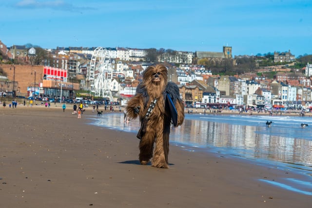 Chewbacca goes surfing to help raise money for Cancer Research UK.